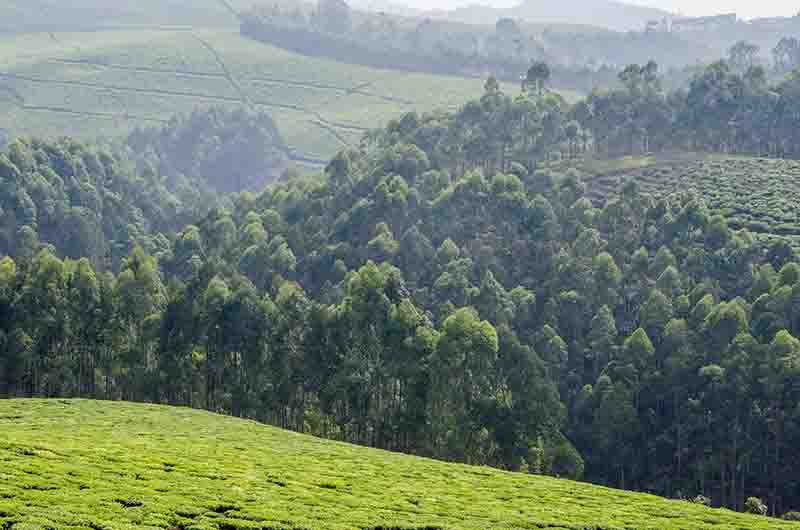 58 - Ruanda - paisaje